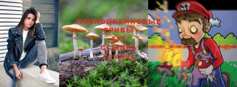 Галлюциногенные грибы Magic Shrooms  хочу наркоту  Нижнекамск 